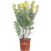 eGarden.store Pianta di Medicago Arborea pianta da esterno fiore giallo cespuglio da giardino ornamentale pianta vera venduta da eGarden.store (Vaso 17 cm)
