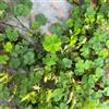 Generic giardino di semi di trifoglio fortunato per interni, decorazione del soggiorno, primaverili di quadrifoglio balcone del giardino, 100pcs
