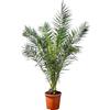 Generic PHOENIX CANARIENSIS 160 CM PALLONE CANARICA