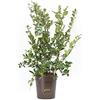 vannucci piante Ligustrum texanum, Ligustro, Pianta vera in vaso Vannucci Piante, Pianta da terrazzo (cod. 5) (1x)