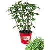 P. Piantine da Orto | Menta Valdostana, Pianta in Vaso Diametro 14 cm, Pianta Pronta per il Trapianto, Pianta Vera da Esterno, Piantina Aromatica per Balcone o Terrazzo, Vivaio Italiano