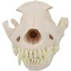 Chevnzev Modello di teschio di cane realistico anatomico scheletro strumento didattico veterinario per addestramento e visualizzazione del cranio