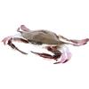 Milisten Figura di Granchio Simulato in Pvc per Prop Didattico e Gioco di Ruolo, Figurina Realistica di Animale Marino per Acquari e Ufficio
