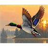 Lithyc Anatra selvatica che vola al tramonto - Puzzle in legno da 1000 pezzi - Immagine decorativa per la famiglia e gli amici