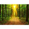 Runa Art Carta da parati fotografica sole foresta Moderno Vello Soggiorno Camera Da Letto Sala - Made in Germany - Giallo verde 9120010a