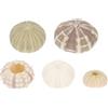 YARNOW 3 Set Guscio di Riccio di Mare Ghiande Aquarium Aqua Guarnitura Fish Decorazione Realistico per Colorato Piccolo Decori Desktop Ornamenti Artigianali in Conchiglia 5 Pezzi * 3