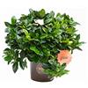 Vannucci Piante - Gardenia augusta (G. florida), Pianta vera, Pianta da esterno