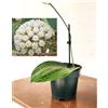 POWERS TO FLOWERS - HOYA LATIFOLIA, vaso 14cm, pianta vera