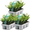 GardenersDream 18X Ilex Crenata 'Jenny' - Piante da siepe sempreverdi resistenti e a bassa manutenzione - Arbusti per tutto l'anno per bordure e arte topiaria