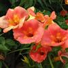 GENERICO Pianta di BIGNONIA GRANDIFLORA rampicante FIORE ARANCIO vaso 18 cm AMDGarden
