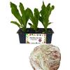P. Piantine da Orto | Radicchio Lusia, Kit 9 Piantine, Pianta Pronta per il Trapianto, Pianta Vera da Orto, da Balcone e da Esterno, Vivaio Italiano