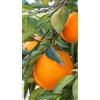 Generico Pianta di Arancio Washington in Fitocella - Frutti Dolci e Succosi