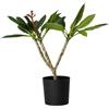 Plant in a Box - Plumeria Frangipani bianco - Hawaii - Pianta d'appartamento tropicale - Fiori fortemente profumati - Vaso 17cm - Altezza 55-70cm