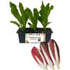 P. Piantine da Orto | Radicchio Chioggia Tardivo, Kit 9 Piantine, Pianta Pronta per il Trapianto, Pianta Vera da Orto, da Balcone e da Esterno, Vivaio Italiano