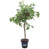 eGarden.store Pianta di Mojo Berry Alberello Pianta di Morus Rotundiloba pianta da esterno pianta ornamentale di Mojo Berry pianta da frutto pianta vera di Mojio Berry venduta da eGarden.store