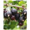 Generico Vivaio Garden Forest Pianta di Jostaberry H 150 cm - Incrocio Ribes Nero Uva Spina, Senza Spine, Autoimpollinante, Frutti Grandi e Dolci
