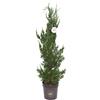 vannucci piante Juniperus chinesis 'Kaizuka', Ginepro Pianta vera in vaso, Vannucci Piante, Pianta da terrazzo (cod. 7) (1x)