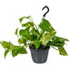 Bloomique - Epipremnum Aureum - Pothos Dorato - Pianta Pendente o Rampicante - Pianta da Interno - Purifica l'Aria - Facile da Curare - Alta 20-30 cm - Vaso 15 cm