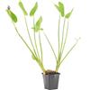 Bloomique - Pontederia Cordata - Giacinto d'Acqua - Pianta Acquatica - Pianta da Stagno - Resistente al Freddo - Alta 10-20 cm - Vaso 9 cm