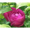 Generic 1 PIANTA DI ROSA BRUNA DA SCIROPPO VASO IN 19CM PROFUMATA