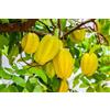 Generico Vivaio Garden Forest Averrhoa Carambola Innestata H 140 cm - Pianta Star Fruit Tropicale, Frutto a Stella Giallo Arancio, Albero da Vaso o Serra
