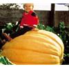 Seeds & Plants Shop by Ipsa Pezzi - 9x Zucca Atlantico Gigante Zucca Cucurbita Maxima Verdure Piante - Seme K422 - Seeds & Plants Shop by Ipsa