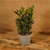 Carbeth Plants 2 x Laurus Nobilis Albero di Alloro Pianta grande in vaso da 11 cm, per cucinare foglie di alloro