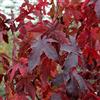 Vivaio di Castelletto Storace americano Liquidambar styraciflua pianta in vaso ø15 cm h. 150 cm circa Vivaio di Castelletto