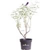 eGarden.store Pianta di Buddleja Davidii Albero delle Farfalle pianta ornamentale da esterno pianta vera da fiore vari colori venduta da eGarden.store (Buddleja Davidii Black Knight)
