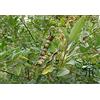 Generic 100 Cajanus cajan Semi, gungo pisello, semi di pisello piccione