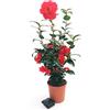 POWERS TO FLOWERS - CAMELIA JAPONICA ROSSA XXL, vaso 23cm, pianta vera