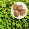 Azienda Agricola Tempesti Stefania Kiwi, 4 piante con altezza 100-120 cm, vaso 16, Actinidia Deliciosa