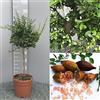 SAVINI VIVAI L'ARTE DI FARE NATURA SAVINI VIVAI Pianta di Limone Caviale Rosa Albero di Agrumi Finger Lime Limone ad Alberello in Vaso 20 cm Altezza 50-70 cm 2 Anno di Innesto Made Italy