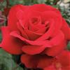 Vivaio di Castelletto Rosa rifiorente rossa profumata - pianta in vaso Ø20 cm ideale per giardino e balcone Vivaio di Castelletto