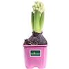 eGarden.store Pianta di Giacinto o Hyacinthus vari colori pianta ornamentale da esterno pianta vera bulbosa da fiore venduta da eGarden.store (Rosa v.7 cm - N.B. Non fiorite. Solo bulbo vitale)