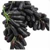 VJIDOSO Rizomi d'uva,resistenti,uva a tavoletta,acquista viti,rare,Decorazioni da giardino,Gratis e fragrante,Rizomi d'uva coltivazione,Piantare la vite.-1knolle-A
