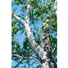 Vivaio di Castelletto Betulla bianca alba Betula pendula pianta multi-tronco in mastello ø55 cm h. 4 mt e oltre Vivaio di Castelletto