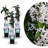 Generico My Green Help - 3x PIANTE CLEMATIS ARMANDII - Rampicante vigorosa sempreverde con fiori profumati in Primavera - Vasi Ø15 cm, H 60-70 cm - per pergolati, muri, recinzioni e grigliati