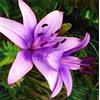 Generic 1, violett: Calla, Calla-Lilien-Blumensamen 20Pcs Farbe Violett : Seeds Only