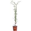 eGarden.store Pianta di Gelsomino Comune o Jasminum Officinalis pianta ornamentale da esterno fiore bianco pianta rampicante vera venduta da eGarden.store
