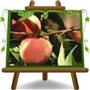 EURO PLANTS VIVAI Pesco Pesche a Polpa Bianca Regina di Londa - Pianta da Frutto Antico su Vaso ø 24/26 cm - Altezza 170~200 cm - Età 4 Anni