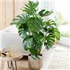 GardenersDream Pianta del formaggio svizzero Monstera Deliciosa, pianta da interno sempreverde in vaso.