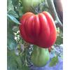 GHINO DI TACCO 120 SEMI POMODORO-12 VARIETA' -RED PEAR-ORANGE BANANA-CUORE DI BUE VAR,ALBENGA-SPUNZILLO ROSSO-DATTERINO ORANGE-CILIEGINO GIALLO-BRAndywine red-caMONE-STRIPED CHOCOLAT-BONSA-RIO FUEGO-GIGANTE ROSSO-