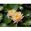 Giardini d'Acqua Pianta di Ninfea Mangkala Ubol con vaso, da inserire in laghetti o stagni Fioritura da giugno a settembre