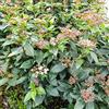 Generico Viburnum tinus, 6 piante alte 30/40 cm, vaso 15