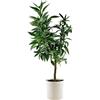 SUN TOUCH Pianta di Satsuma - Citrus Unshiu - H50-60cm - vaso ø18 (Bianco)