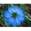 Generic 100 Blue Love In A Mist Miss Jekyll Nigella Damascena Graines de fleurs Peigne S/H