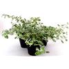 POWERS TO FLOWERS - PIANTA DEL CURRY, HELICHRYSUM SILVER LEAF, 3 Piante, vaso 13cm diametro, Piante vere