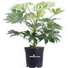eGarden.store Pianta vera di Fatsia Japonica Spider's Web o Aralia varie grandezze pianta ornamentale variegata da interno o esterno venduta da eGarden.store (Vaso 24 cm)