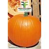 MONDONATURA SRL Semi Zucca Quintale halloween, Mondonatura Srl